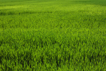 field of young green wheat