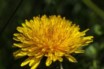 yellow dandelion close up on green background.
