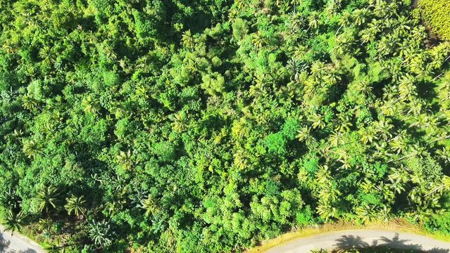 Aerial video about jungle in Dapa Philippines