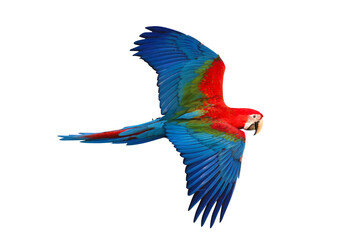 Colorful flying Green Wing Macaw parrot isolated on transparent background png file - obrazy, fototapety, plakaty