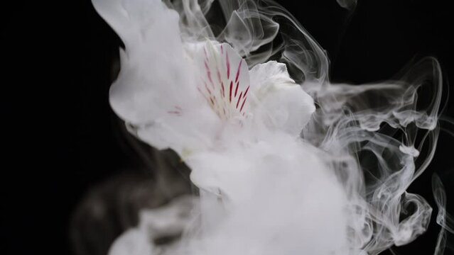 White flower on black background in smoke. Smoking, fog, vapour texture close-up