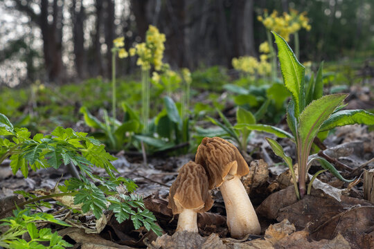 Edible spring mushrooms Verpa bohemica with Primula veris in the background. Known as early false morel, wrinkled thimble morel or wrinkled thimble-cap morel.