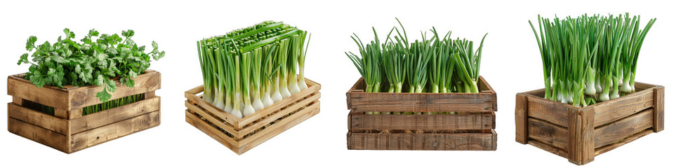 Wooden Box Full Of Scallions Hyperrealistic Highly Detailed Isolated On Transparent Background Png