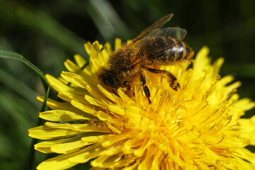 macro shot of a honey bee on a bright yellow dandelion