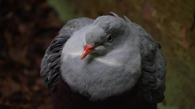 Close up of a tropical grey dove resting on a branch