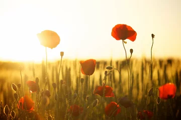 Abwaschbare Fototapete In the morning light, a poppy field glows with vibrant hues, each flower nodding gently in the breeze. © MICHAELA