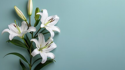 Fototapeta na wymiar branch of white lilies flowers, condolence card with copy space for text, stock photography