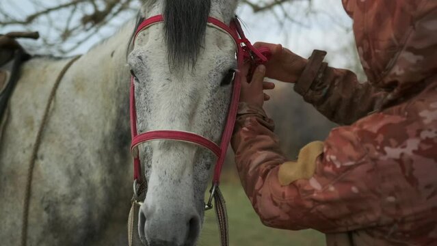 Caretaker correcting the red frenulum horse, close up. Rider farmer with her grey horse outdoors in nature. Taking care of horses. Human and animal love concept. 