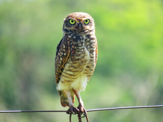 Burrowing owl perched on the fence of a Brazilian farm in the tropics