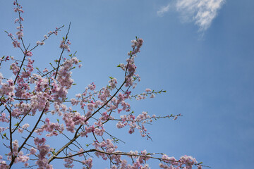 4月に咲く満開の綺麗なピンクの八重桜