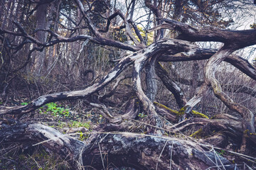 Fototapeta na wymiar Alone in a creepy forest
