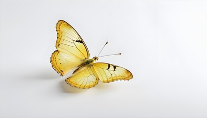 Beautiful yellow butterfly on a white background. The concept of caring for natural diversity and...