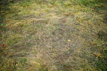 Yellow-green grass on early spring ground texture backdrop - 780679891