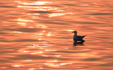 Silhouette of sunset at sea with a lonely seagull