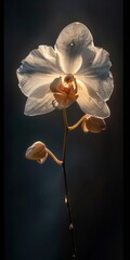 Elegant white orchid with a dark background, highlighting the delicate petals and vibrant green leaves.