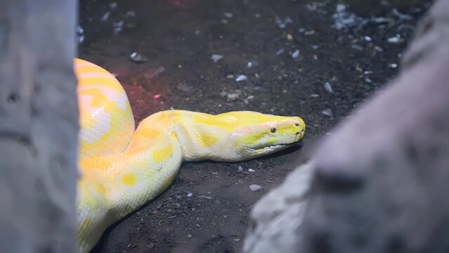 Royal Yellow python head lying open-eyed in the terrarium at the zoo.
