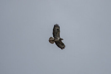 the common buzzard a medium to large bird of prey flying