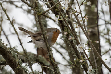 Robin red breast Erithacus rubecula perched in a tree with blossom in the spring