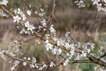 Obraz premium blackthorn blossom clouds of snow white flowers in early spring