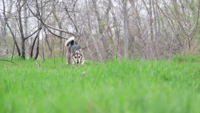 cute mixed breed dog with red collar enjoying the walk spring grass in nature