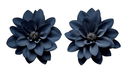 dark blue flowers isolated on transparent background cutout