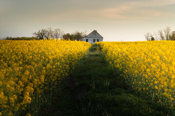 Canola field with old farm house in sunset - 780684444