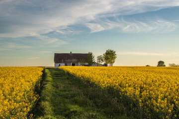 Canola field with old farm house in sunset - 780684457