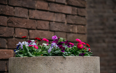 Fototapeta na wymiar Concrete Planter with Mix of Spring Flowers