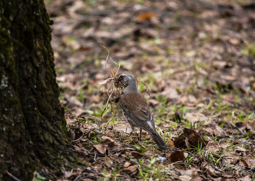 The thrush-fieldfare in the forest collects dry plants to build a nest  in early spring. Nesting period