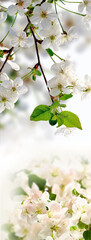 Image of depicting White flowers and a branch of a blossoming tree with white flowers