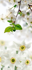 Image of depicting White flowers and a branch of a blossoming tree with white flowers