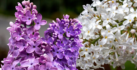 image of white and purple lilac