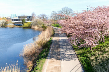 Cherry Blossom in Langelinie park on a beautiful spring day. Sakura festival in Copenhagen