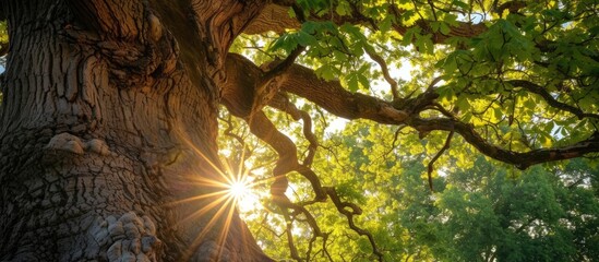 Partial view of an ancient oak tree's large trunk and foliage in the sunlight.