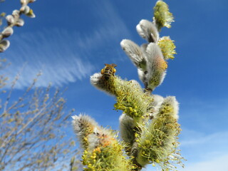 Biene beim Pollen sammeln
