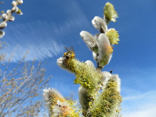Biene beim Pollen sammeln