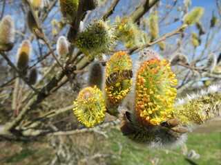 Biene beim Pollen sammeln