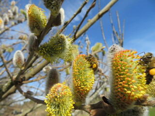 Biene beim Pollen sammeln