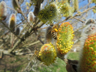 Biene beim Pollen sammeln