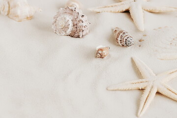 Seashells on sandy beach texture  background with copy space. Summer vacation backdrop.Neutral...