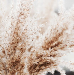 pampas grass neutral beige color background close up. Plant texture. Scandinavian, boho...