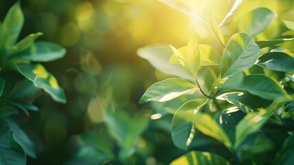 Obraz premium Nature of green leaf in garden at summer. Natural green leaves plants using as spring background cover page greenery environment ecology wallpaper