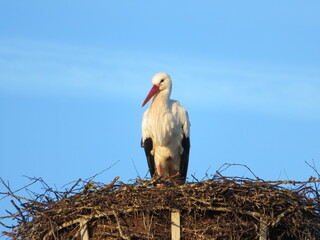 Storch im Nest