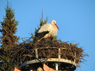 Storch im Nest