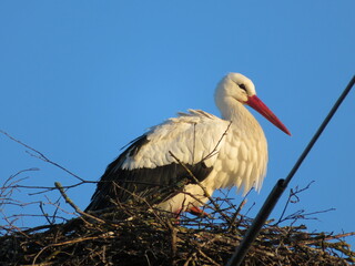 Storch im Nest