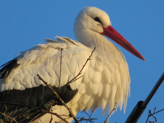 Storch im Nest