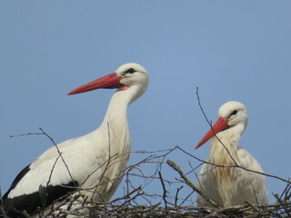 Störche im Nest