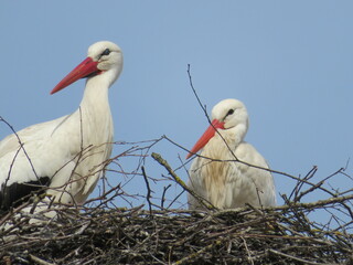 Störche im Nest
