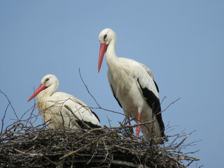 Störche im Nest