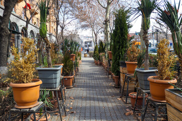 Potted plants on a city street